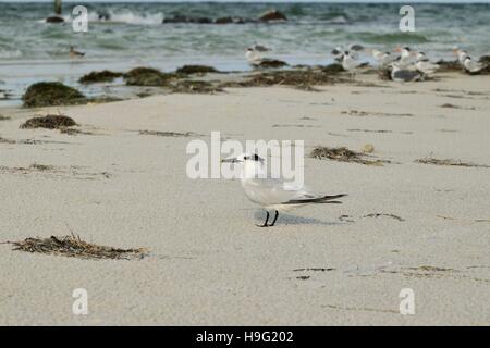Royal Caspian Tern Sea Bird am Strand in Florida Stockfoto