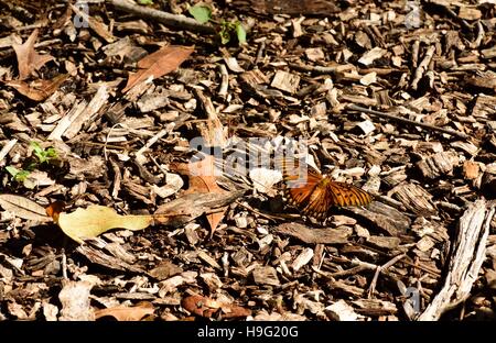 Florida Gulf Fritillary Butterfly ruht auf dem Weg in den Garten. Stockfoto