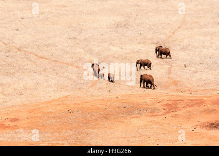 Eine Familiengruppe von "roten" Elefanten Wanderwege über Trockensavanne, die deutlich sichtbar Stockfoto