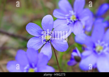 Blaue Blumen Hepatica Nobilis, konzentrieren sich auf einzelne Blume. Imagegewinn, geeignet für Hintergründe. Stockfoto