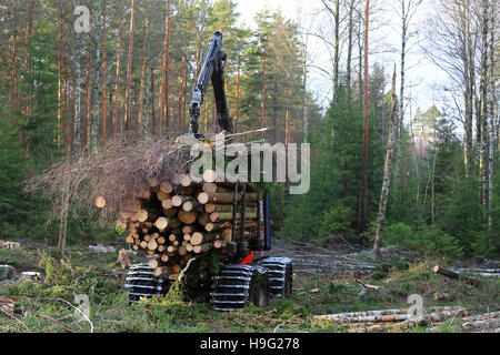 Forstwirtschaft-Spediteur stapelt sich Holz auf der Pritsche des Fahrzeugs im Wald. Stockfoto