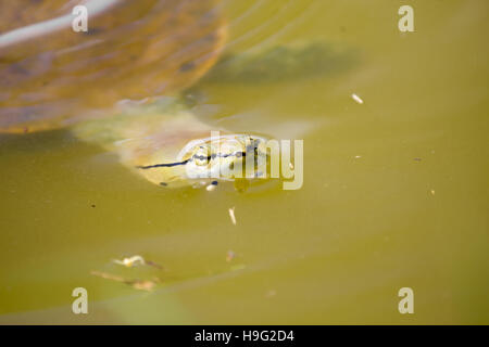 Nahaufnahme einer Schildkröte Schwimmen im See Stockfoto