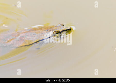 Nahaufnahme einer Schildkröte Schwimmen im See Stockfoto