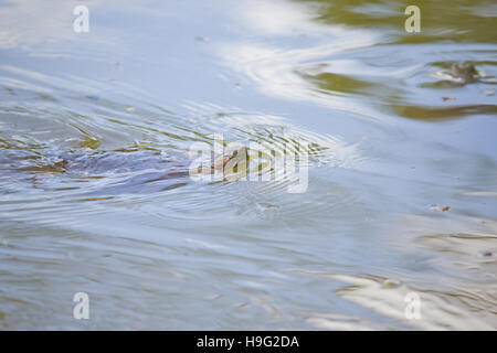 Nahaufnahme einer Schildkröte Schwimmen im See Stockfoto