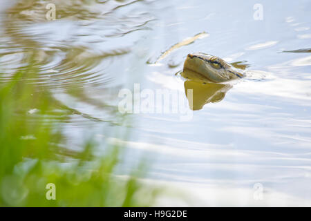 Nahaufnahme einer Schildkröte Schwimmen im See Stockfoto