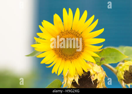 Wunderschöne Helianthus Sonnenblume vor einem farbigen Hintergrund. Stockfoto