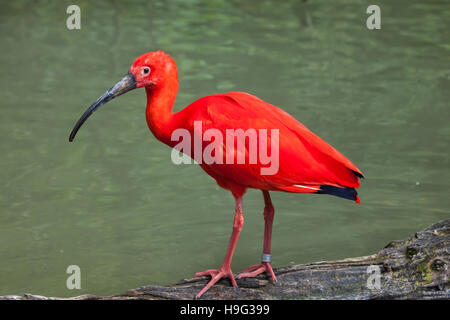 Scarlet Ibis (Eudocimus Ruber). Tierwelt Tier. Stockfoto