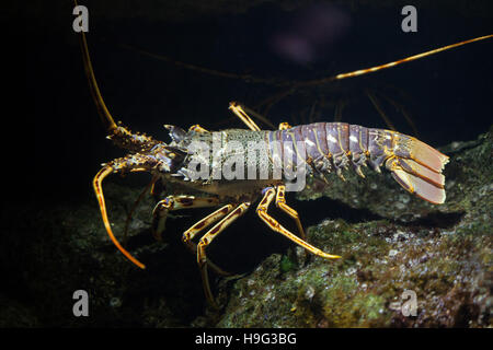 Gemeinsamen Languste (Palinurus Elephas), auch bekannt als das Mittelmeer Hummer. Stockfoto