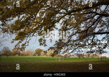 Brockwell Park in London 22. November 2016 - 08:30 Stockfoto