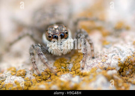 Weibliche Springspinne. Menemerus Semilimbatus. Stockfoto