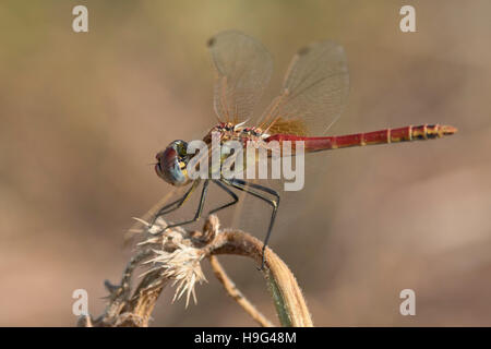 Männliche Libelle. Sympetrum Fonscolombii. Stockfoto