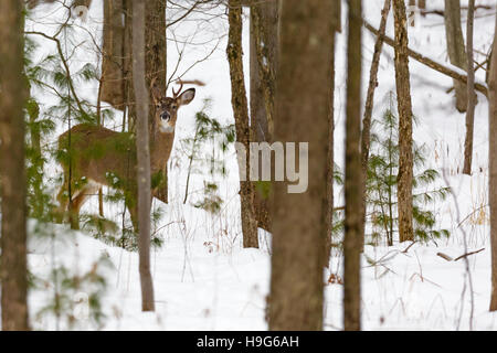 Sechs Punkt Bock Reh in Wisconsin verschneiten Wald. Stockfoto