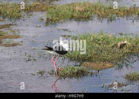 Eine Gefiederpflege Black Winged Stilt Stockfoto