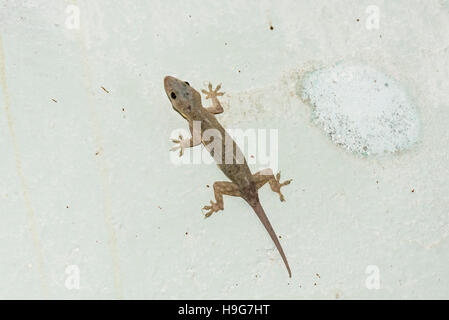 Ein Tropenhaus gecko Stockfoto
