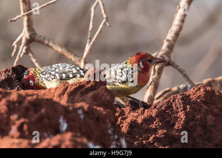 Ein paar rote und gelbe Bartvögel ernähren sich von einer Termite-Hügel Stockfoto