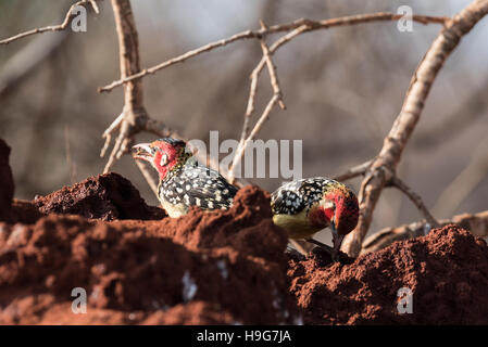 Ein paar rote und gelbe Bartvögel ernähren sich von einer Termite-Hügel Stockfoto