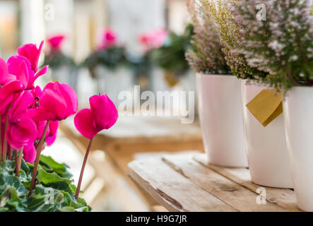 Töpfe mit bepflanzten Busch von Heidekraut und rosa Blüten auf einem Holztisch. Geringe Schärfentiefe. Defokussierten unscharfen Hintergrund. Stockfoto