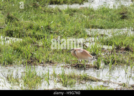 Ein Squacco Heron zu Fuß Stockfoto