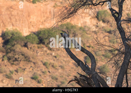 Ein White-Backed Geier thront auf einem Baum Stockfoto