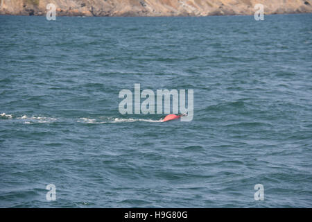 Tide aus Milford Haven Kräfte ein Lobster Pot unterwasser Erstellen einer Navigation Gefahr in das ruhige Meer Boje Stockfoto