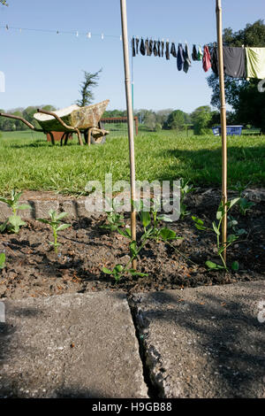 Ihr Gemüse im Sommer Garten Stockfoto