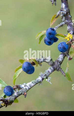 Pflanze, Strauch, Beeren, reichlich lila Schlehen auf eine Schlehe, Prunus Spinosa, im Herbst im New Forest. Stockfoto