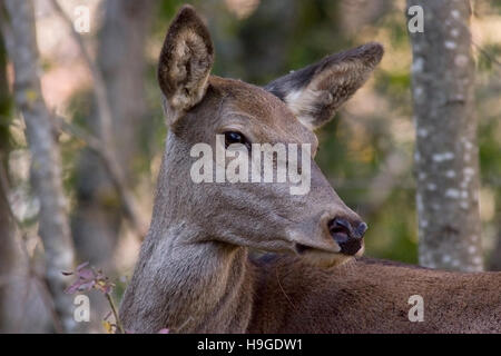 Reh im Nationalpark der Abruzzen in Italien Stockfoto