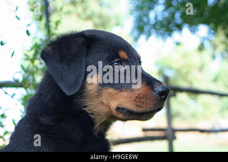 Puppy Hund im Garten Stockfoto