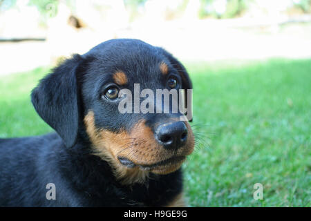 Puppy Hund im Garten Stockfoto