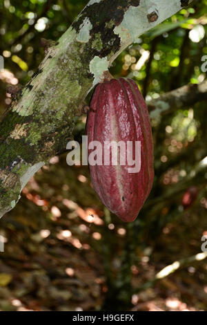 Kakaofrucht Stockfoto