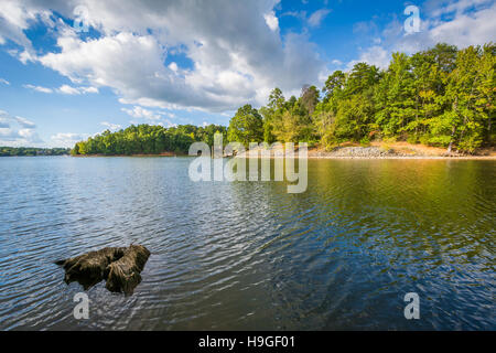 Baumstumpf in Lake Wylie, bei McDowell Nature Preserve, in Charlotte, North Carolina. Stockfoto