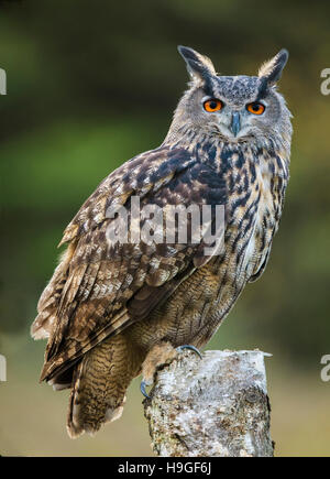 Große gehörnte Eule Stockfoto