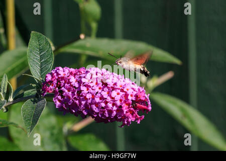 Kolibri Hawk-Moth Hülseneinführung Sommerflieder Blumen im Vereinigten Königreich Stockfoto