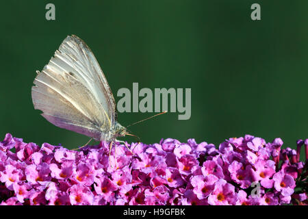 Kleiner weißer Schmetterling Fütterung auf einem violetten Sommerflieder in einem englischen Garten Stockfoto