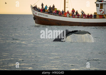 HUSAVIK, Island - 15. Juni 2016: Whale-watching-Szene, mit Touristen, in der Nähe von Húsavík Nordosten Islands Stockfoto