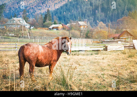 Pferd auf der Alm grasen. Schöne ländliche Landschaft. Stockfoto