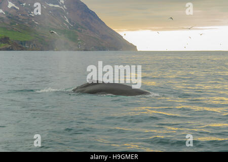 A Rückseite ein Wal, in der Nähe von Húsavík Nordosten Islands Stockfoto