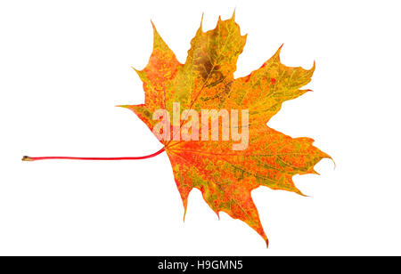 Ahornblatt Herbst. Bunter Herbst Blatt isoliert auf weiss. Stockfoto