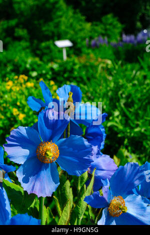 Blumen im Botanischen Garten von Akureyri, Island Stockfoto