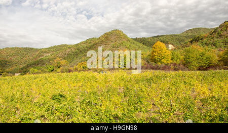 Weinberge in Frankreich, Herbst, Drome, Wein Clairette de sterben Stockfoto