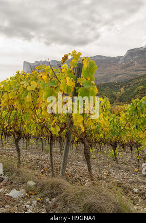 Weinberge in Frankreich, Herbst, Drome, Wein Clairette de sterben Stockfoto