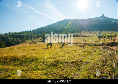 Mountainbike Grand Ballon, höchster Berg der Vogesen, Landschaft des Ballons des Vosges Nature Park, Elsass, Frankreich Stockfoto