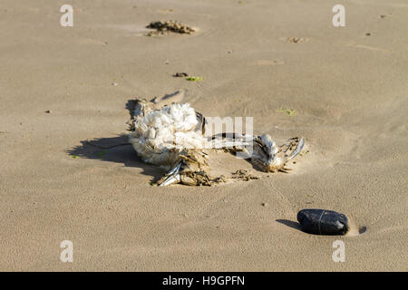 Tote Möwe in den Sand. Stockfoto