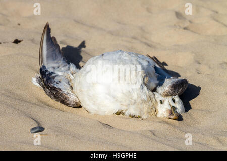 Tote Möwe in den Sand. Stockfoto