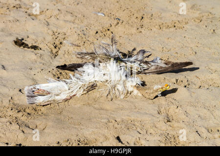 Tote Möwe in den Sand. Stockfoto