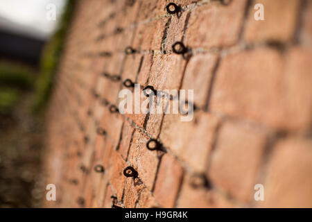 Schleifen in einer roten Backsteinmauer umgeben einen ummauerten Garten wachsen. Stockfoto