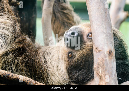 Drei toed Faultier kopfüber hängend aus einigen Zweigen. Stockfoto