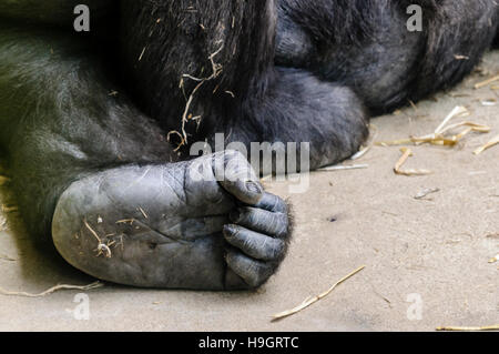 Fuß mit den Zehen ein Westlicher Flachlandgorilla zusammengerollt wie eine Hand. Stockfoto