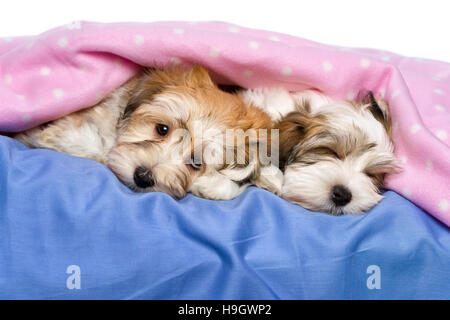 Zwei nette kleine Havaneser Welpen liegen und schlafen auf einem Bett unter einer rosa Decke Stockfoto