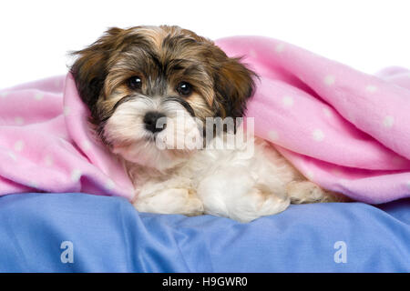 Niedliche kleine Tricolor Havaneser Welpe Hund liegt auf einem Bett unter einer rosa Decke Stockfoto